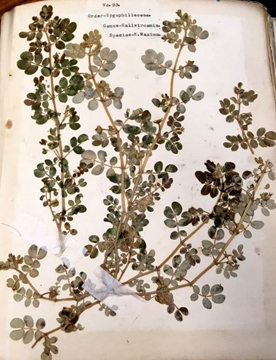 Sample from Richard Vance's Ringgold, Texas herbarium
